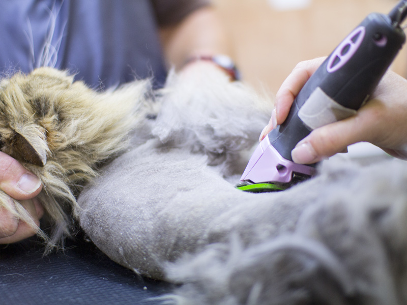 Cat grooming salon Laval Montreal