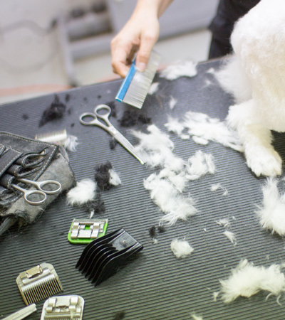 Dog and cat grooming salon in Laval Montreal