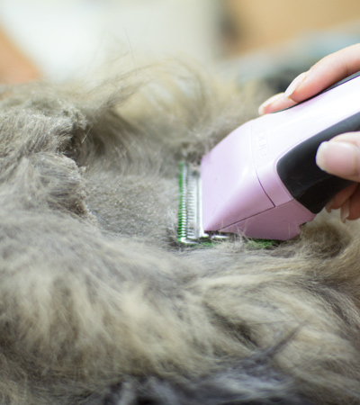 Dog and cat grooming salon in Laval Montreal