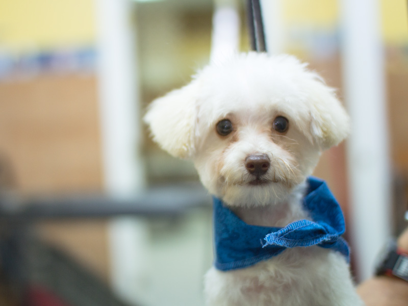 Grooming salon for dogs and cats in Laval Montreal